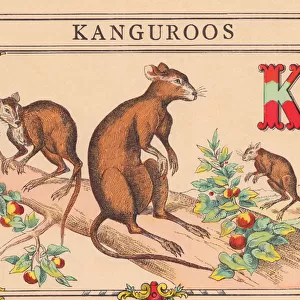 K: Kanguroos