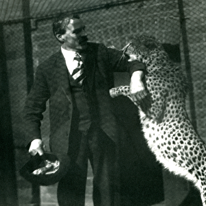 Keeper Charles Dixon with a playful cheetah at London Zoo, October 1922 (b / w photo)