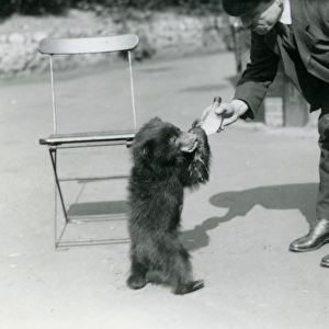 Keeper Harry Warwick bottle feeds a Sloth Bear cub at London Zoo, August 1921 (b / w photo)