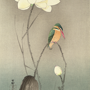 A Kingfisher and a lotus, c. 1910, (w / c)