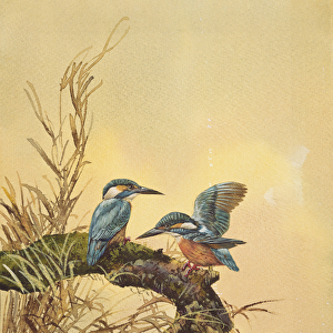 Kingfishers, c. 1890 (w / c on paper)