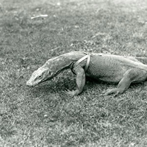 A Komodo Dragon out for a walk on a lawn, wearing a harness and leash (b / w photo)