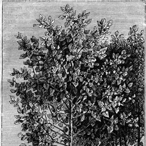 L arbre a Quinquina (Cinchona officinalis). Engraving in "La Nature"