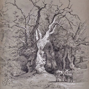 Landscape with tree, 1810-65 (Pencil)