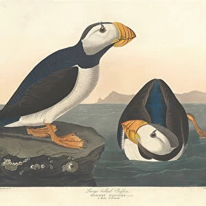 Large-billed Puffin, 1836 (coloured engraving)