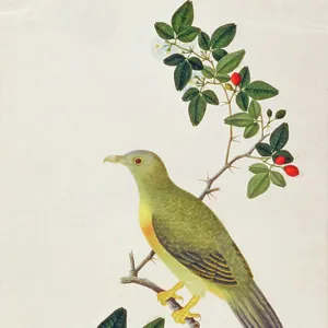 Pigeons Collection: Large Green Pigeon