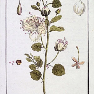 Le Caprier (Capparis Spinosa) - in "Exercises de botany a l