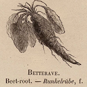 Le Vocabulaire Illustre: Betterave; Beet-root; Runkelrube (engraving)