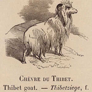 Le Vocabulaire Illustre: Chevere du Thibet; Thibet goat; Thibetziege (engraving)