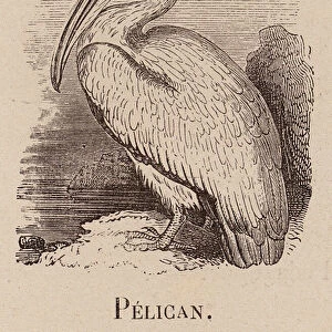Le Vocabulaire Illustre: Pelican; Pelikan (engraving)