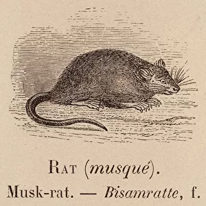Le Vocabulaire Illustre: Rat (musque); Musk-rat; Bisamratte (engraving)