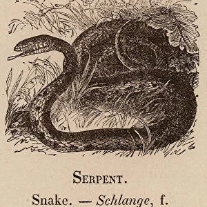 Le Vocabulaire Illustre: Serpent; Snake; Schlange (engraving)