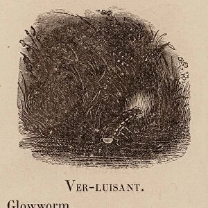 Le Vocabulaire Illustre: Ver-luisant; Glowworm; Johanniswurmchen (engraving)