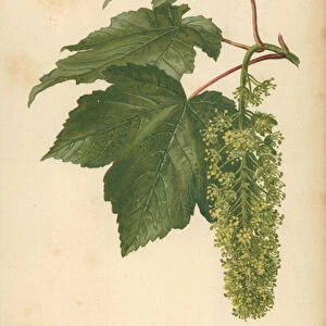 Leaves and Flowers of the Sycamore