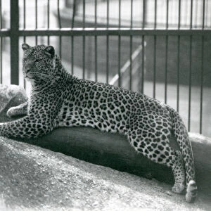 Leopard Rex lying on a log in his enclosure at London Zoo in July 1925