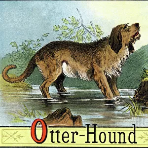 Hound Canvas Print Collection: Otterhound