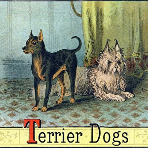Letter T: Terrier Dogs - "Picture Alphabet of Horses and Dogs"
