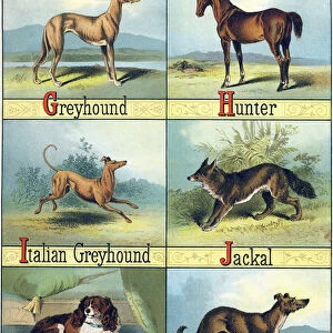 Letters G, H, I, J, K and L: Greyhound (Levrier); Hunter (Horse used for fox hunting)