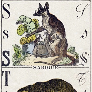 Letters Sarigue (Opossum);T Tiger. Engraving in "