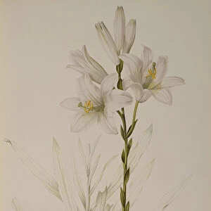 Lilium Candidum, from Les Liliacees, 1807 (coloured engraving)