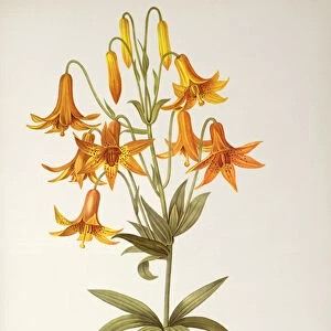Lilium Penduliflorum, from Les Liliacees, 1811 (coloured engraving)