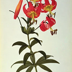 Lilium Superbum, from Les Liliacees, 1805 (coloured engraving)