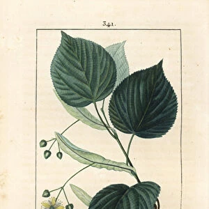 Lime tree or linden tree, Tilia europea, with leaf, branch, flower and seed. Handcoloured stipple copperplate engraving by Lambert Junior from a drawing by Pierre Jean-Francois Turpin from Chaumeton
