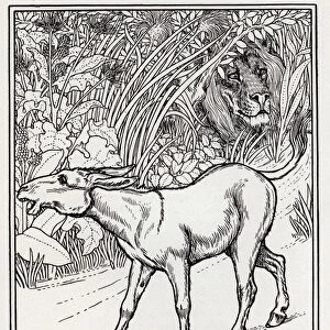 The Lion and the Butt Hunting - The Lion and the Asset Hunting (Recueil 1, Book 2, fable 19) - engraving from "A Hundred Fables of La Fontaine"Illustrated by Percy J. Billinghurst (1871-1933) - 1899