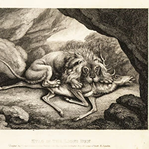 A lion eating the carcass of a stag in a cave. 1811 (etching)