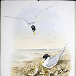 Little Tern (Sternula Minuta) (hand-coloured litho)