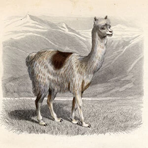 The Llama, engraved by E. Ramus (coloured engraving)