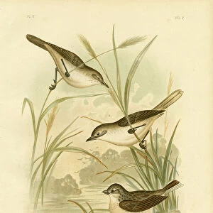 Old World Warblers Metal Print Collection: Australian Reed Warbler