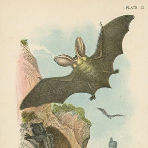 Vespertilionidae Collection: Northern Long-eared Bat