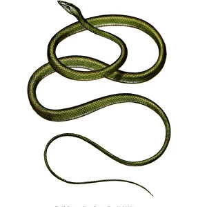 Whip Snake Premium Framed Print Collection: Long-Nosed Whip Snake