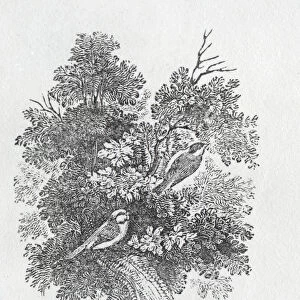 Long Tailed Titmouse from History of British Birds and Quadrupeds (engraving)