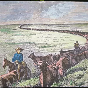 Longhorn cattle drive from Texas to Abilene, Kansas, c. 1870s (colour litho)
