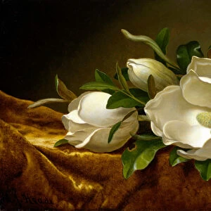 "Magnolias sur tissu de velours dore"