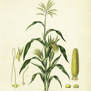 Maize or corn, Zea mays, Mais