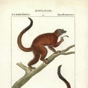 Lemuridae Canvas Print Collection: White-fronted Lemur