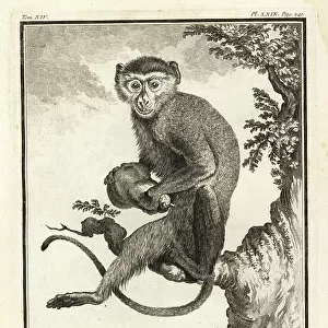 Cercopithecidae Collection: Malbrouck Monkey