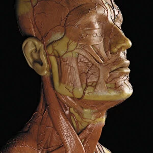 Detail of a male anatomical ecorche model, displaying muscles, arteries and veins