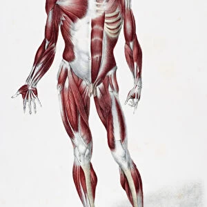 Front of the male human body showing muscles sinews and bones