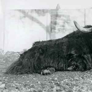 A male Yak lying in his enclosure at London Zoo in August 1928 (b / w photo)