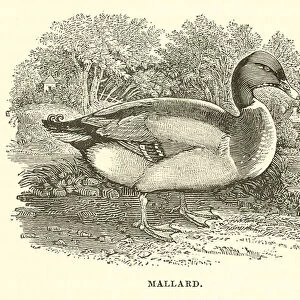 Mallard (engraving)