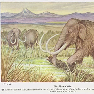 The Mammoth (colour litho)