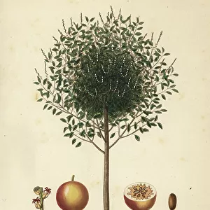 Manchineel or manchioneel tree, Hippomane mancinella, Mancenillier