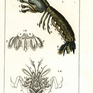 Mantis shrimp, Gonodactylus chiragra