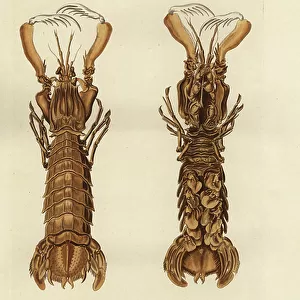 Crustaceans Antique Framed Print Collection: Sand Shrimp