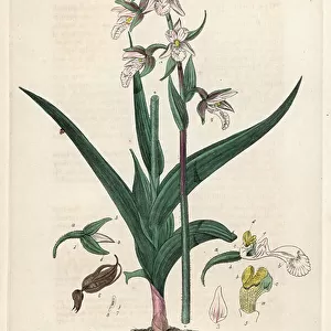 Marsh Epipactis or Marsh Helleborine (Epipactis palustris) - Botanical Plate by Isaac Russell, engraved by Charles Matthews, taken from "English Botanical Phenomenes" by William Baxter (1788-1871), 1837