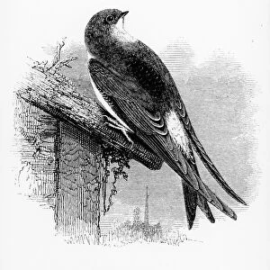The Martin, illustration from A History of British Birds by William Yarrell